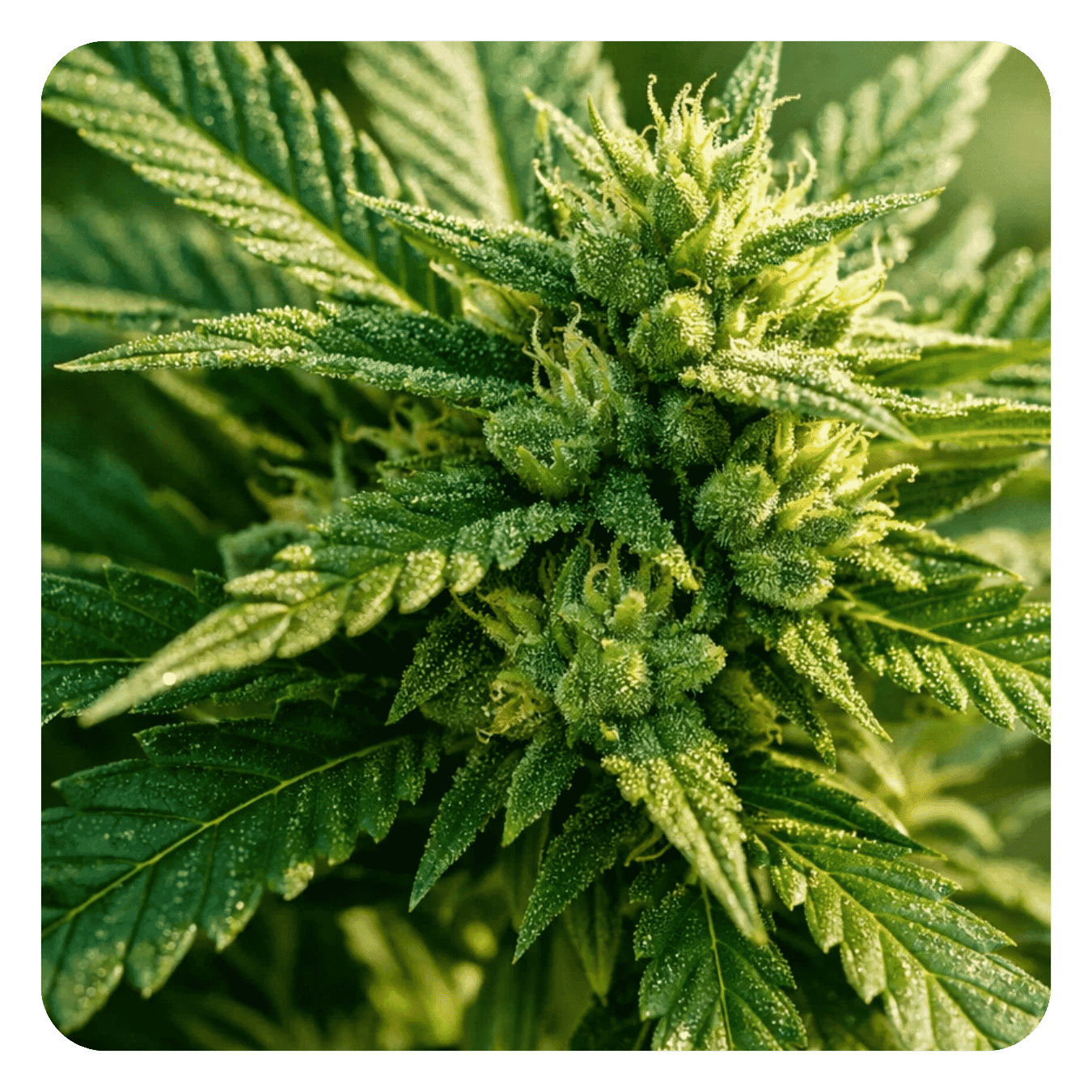 CBD Oil 40% – Marie Jeanne CBD®